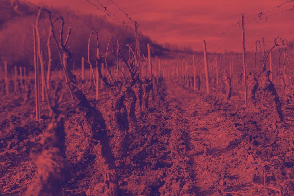 Bernard Revel, Montredon. Souviens-toi vigneron
