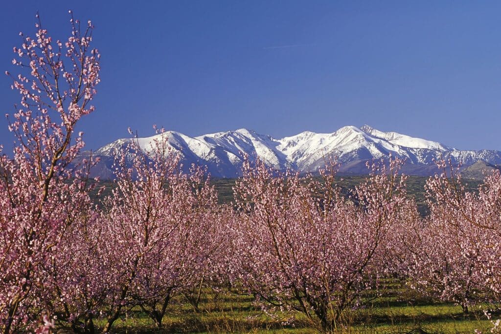 Le massif du Canigou enneigé dominant les vergers en fleurs du Conflent, symbole du roman Canigó Blues.