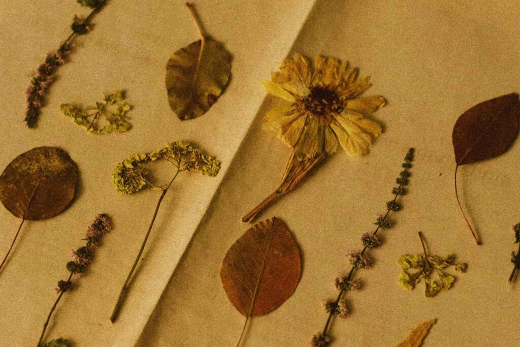 Feuilles et fleurs séchées disposées sur un papier crème plié, image d'ambiance pour Herbier du souvenir