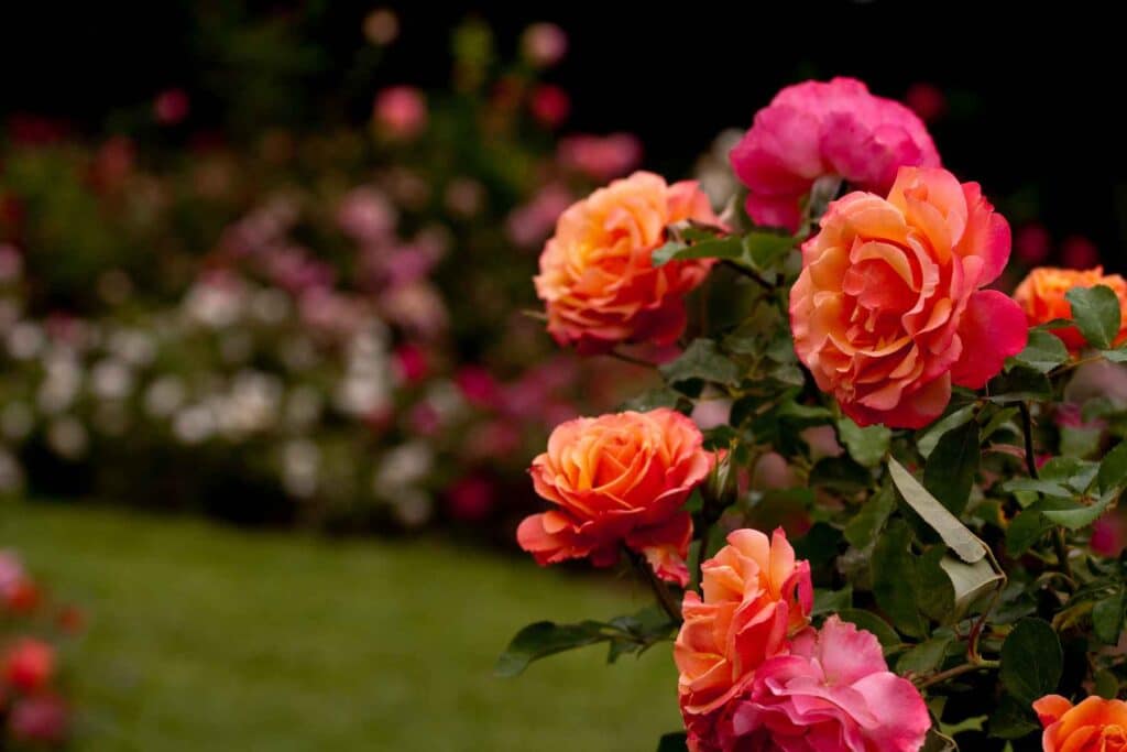 Roses orange et roses en gros plan dans un jardin, motif de couverture de Trois Mille Roses